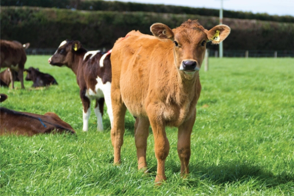 Healthy calf post weaning