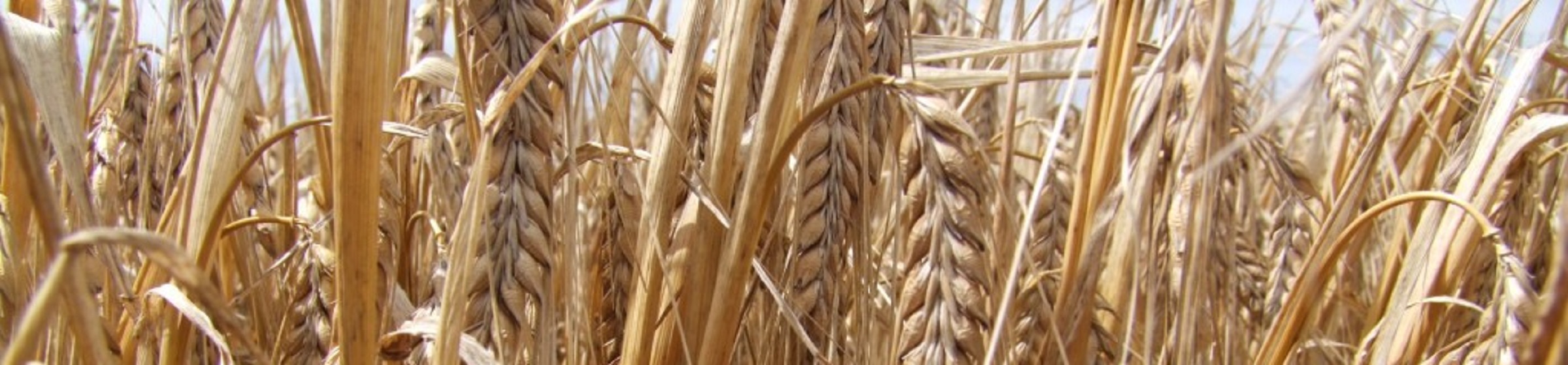 sell grain banner